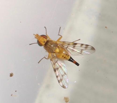 Myopites apicatus